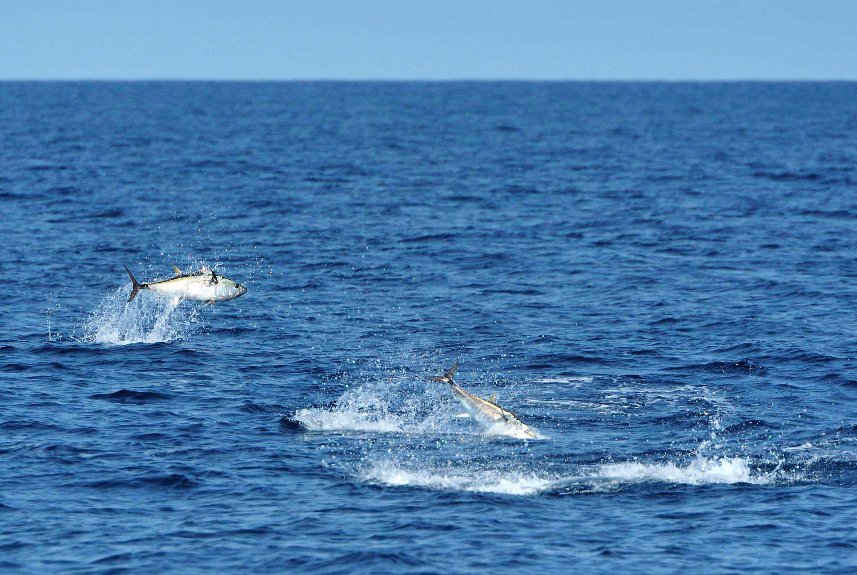 Tunfiskesafari i Øresund