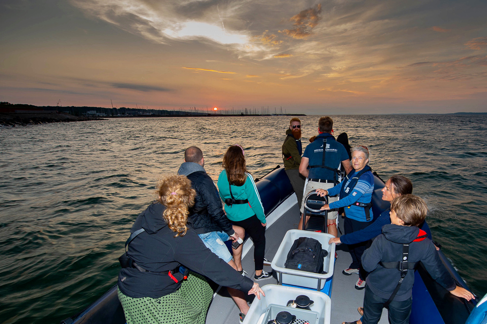 Tunfiskesafari i Øresund